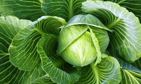 Cabbage used to treat osteoarthritis of the knee joint